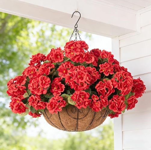 Classic Geraniums – The Christmas Flower That Never Wilts, Never Fades, Never Needs Watering